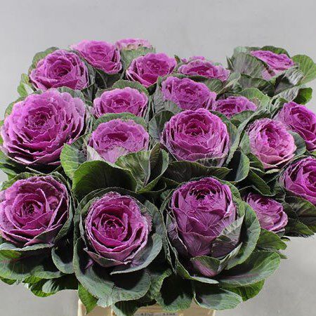 Condor Red, Ornamental Kale Seed - Packet image number null